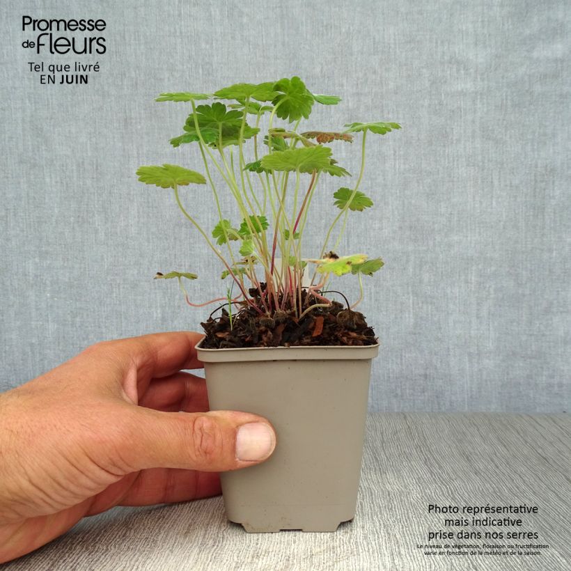 Exemplar von Storchschnabel Coombland White - Geranium Kleine Töpfe von 8/9 cm wie im Sommer geliefert