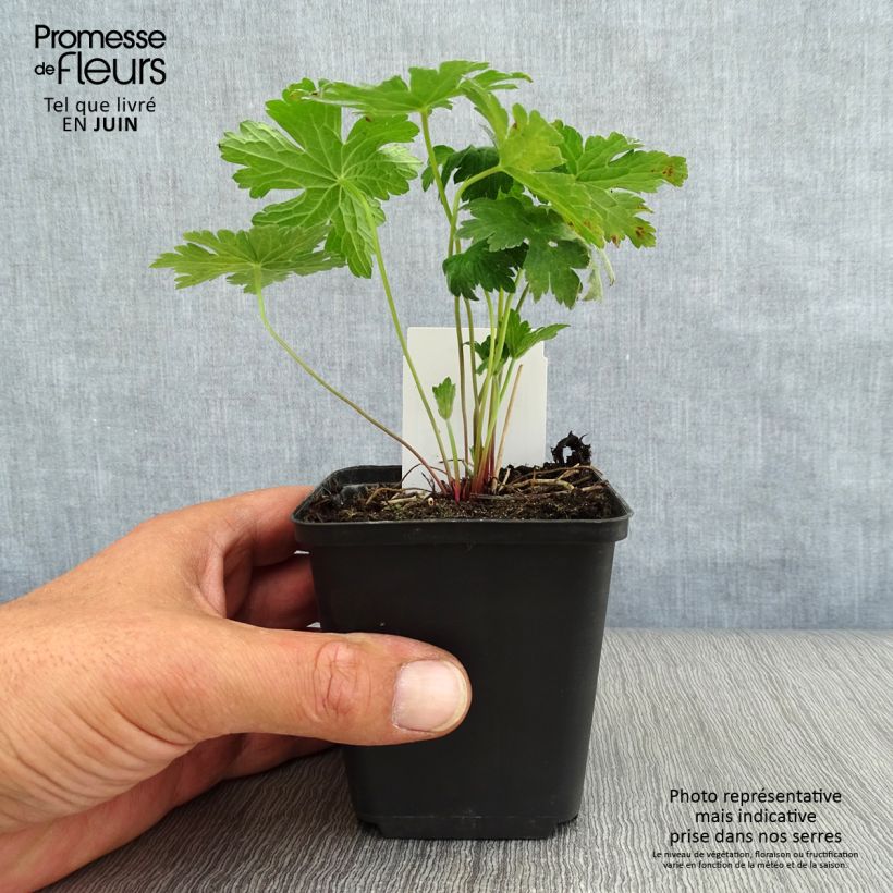 Exemplar von Storchschnabel Dragon Heart - Geranium Kleine Töpfe von 8/9 cm wie im Sommer geliefert