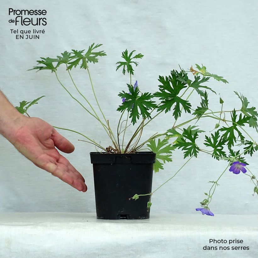 Exemplar von Storchschnabel Johnson's blue - Geranium Topf mit 2L/3L wie im Sommer geliefert