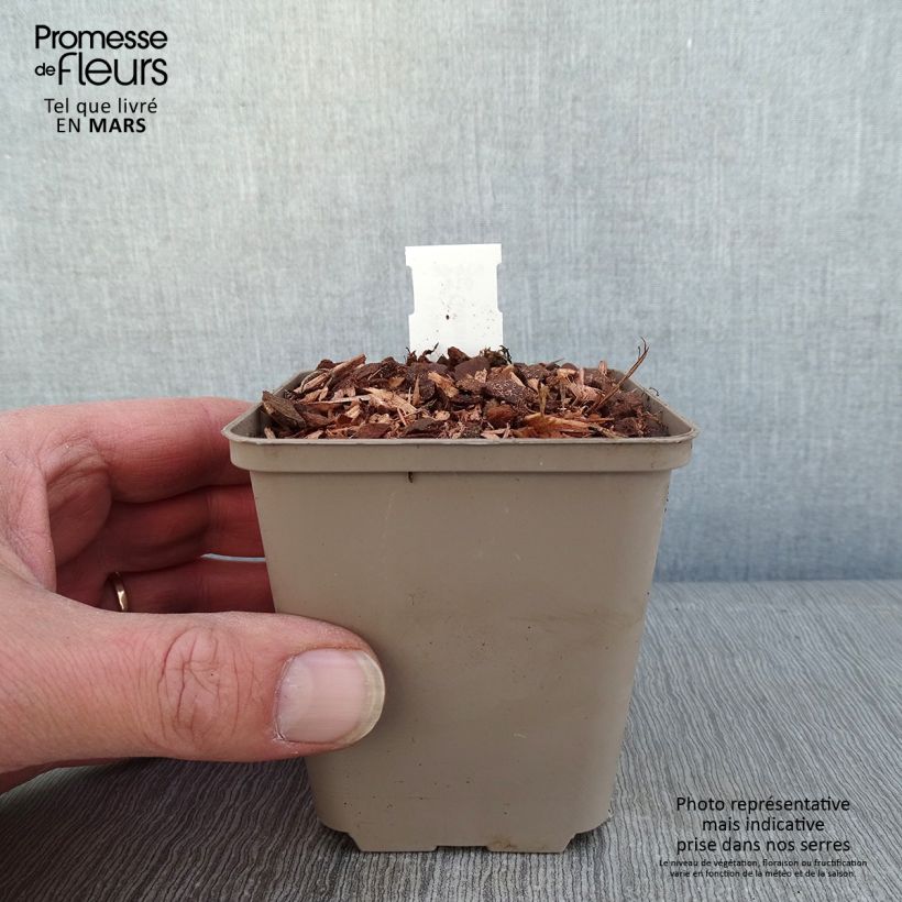 Exemplar von Storchschnabel Kelly-Anne - Geranium Kleine Töpfe von 8/9 cm wie im Winter geliefert