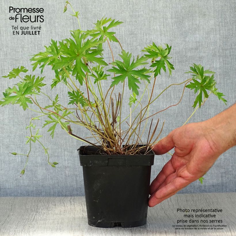 Exemplar von Storchschnabel Orion - Geranium Topf mit 2L/3L wie im Sommer geliefert