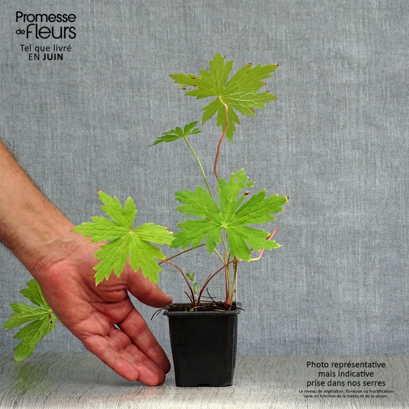 Exemplar von Storchschnabel Patricia - Geranium Kleine Töpfe von 8/9 cm wie im Sommer geliefert