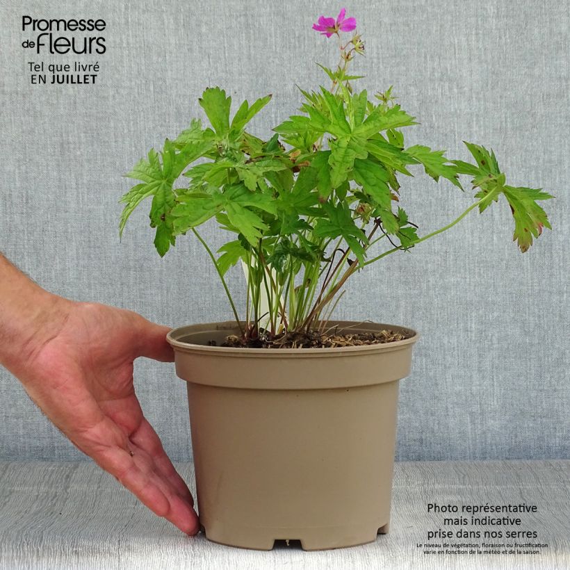 Exemplar von Storchschnabel Patricia - Geranium Topf mit 1,5L/2L wie im Sommer geliefert