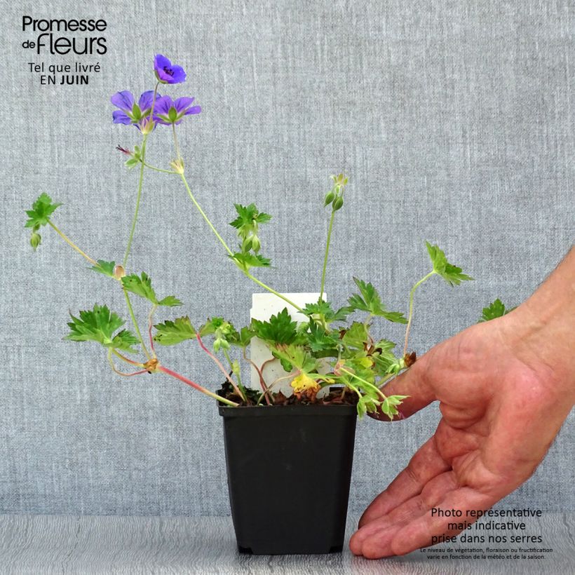 Exemplar von Storchschnabel Rozanne - Geranium Kleine Töpfe von 8/9 cm wie im Sommer geliefert