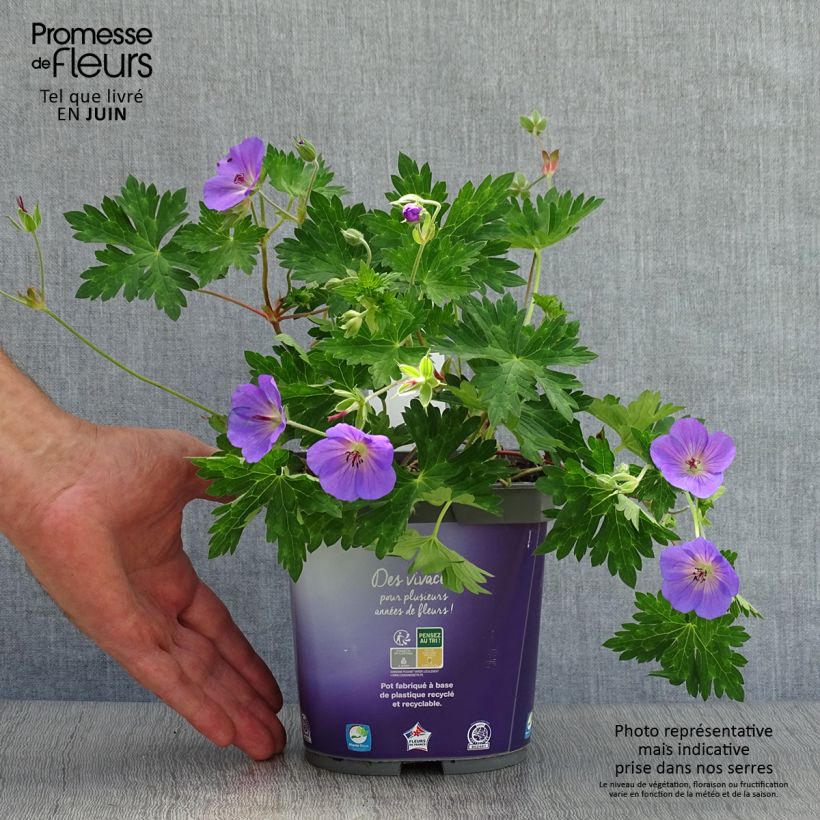 Exemplar von Storchschnabel Rozanne - Geranium Topf mit 2L/3L wie im Sommer geliefert