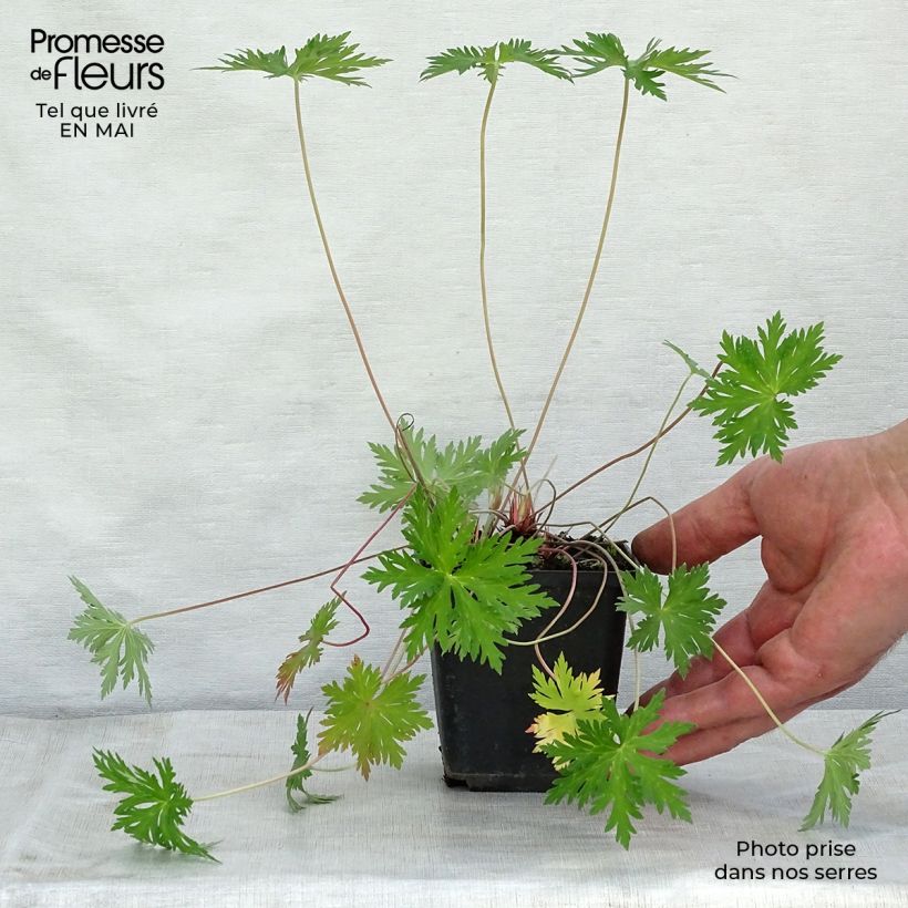 Exemplar von Geranium pratense Spinners - Wiesen-Storchschnabel Kleine Töpfe von 8/9 cm wie im Frühjahr geliefert