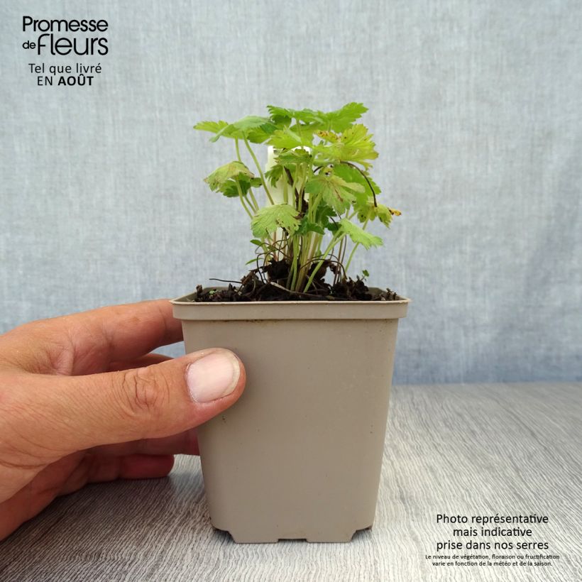 Exemplar von Storchschnabel Sue Crûg - Geranium Kleine Töpfe von 8/9 cm wie im Sommer geliefert