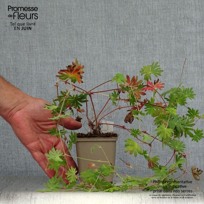 Exemplar von Storchschnabel Tiny Monster - Geranium Kleine Töpfe von 8/9 cm wie im Sommer geliefert