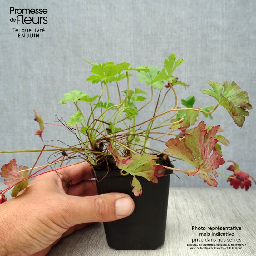 Exemplar von Geranium cantabrigiense Biokovo - Cambridge Storchschnabel Kleine Töpfe von 8/9 cm wie im Sommer geliefert