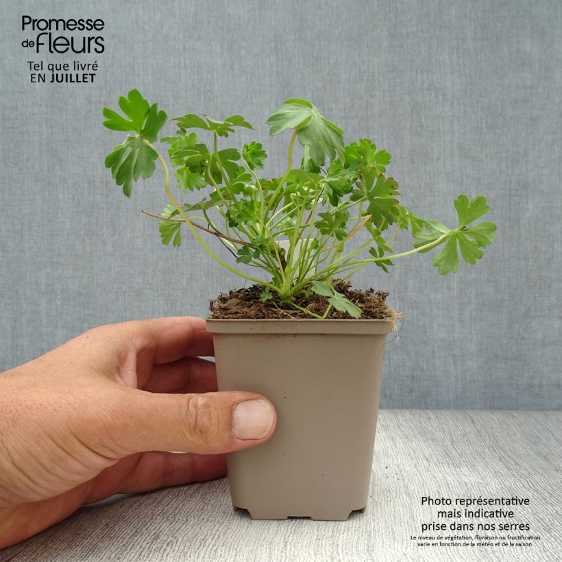 Exemplar von Geranium cantabrigiense Intense - Cambridge Storchschnabel Kleine Töpfe von 8/9 cm wie im Sommer geliefert