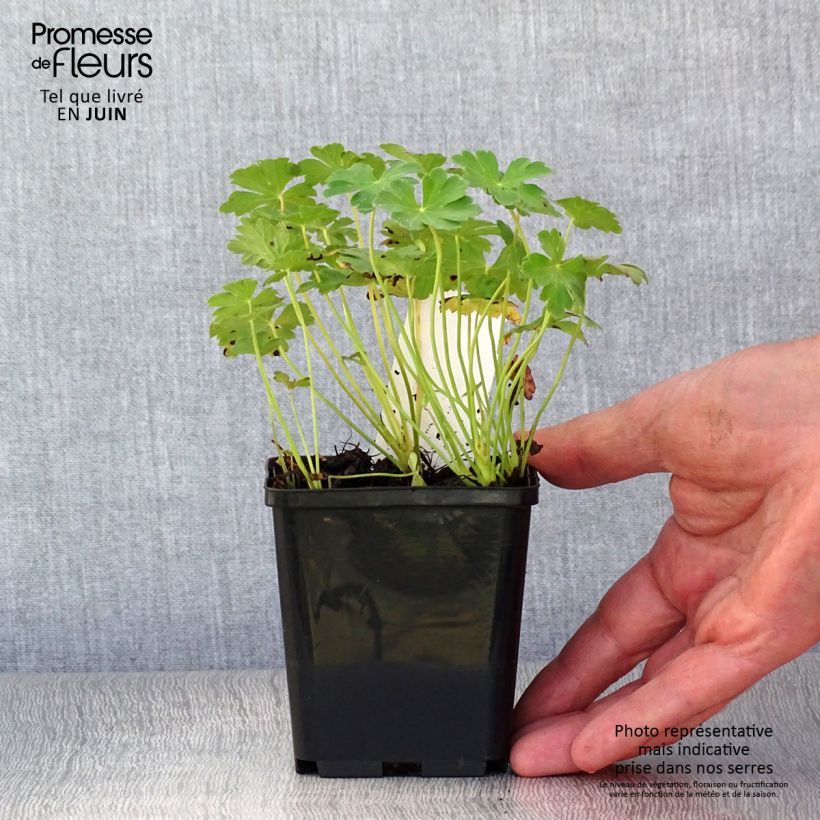 Exemplar von Geranium cantabrigiense Karmina - Cambridge Storchschnabel Kleine Töpfe von 8/9 cm wie im Sommer geliefert