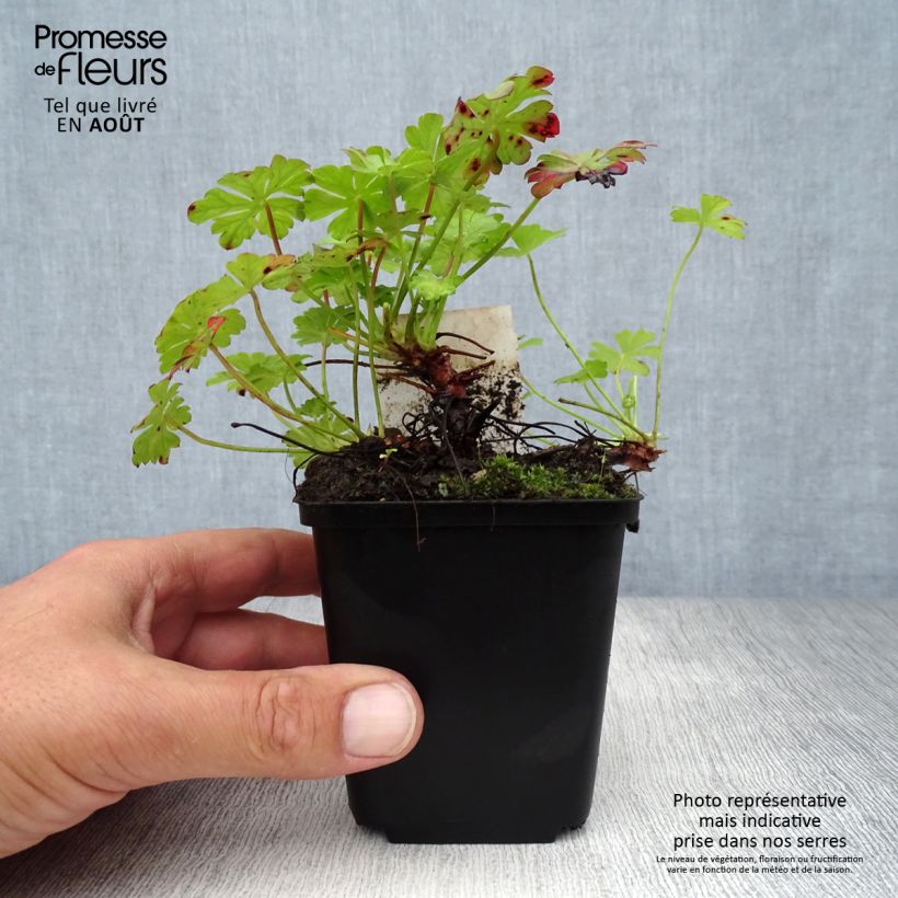 Exemplar von Geranium cantabrigiense St Ola - Cambridge Storchschnabel Kleine Töpfe von 8/9 cm wie im Sommer geliefert