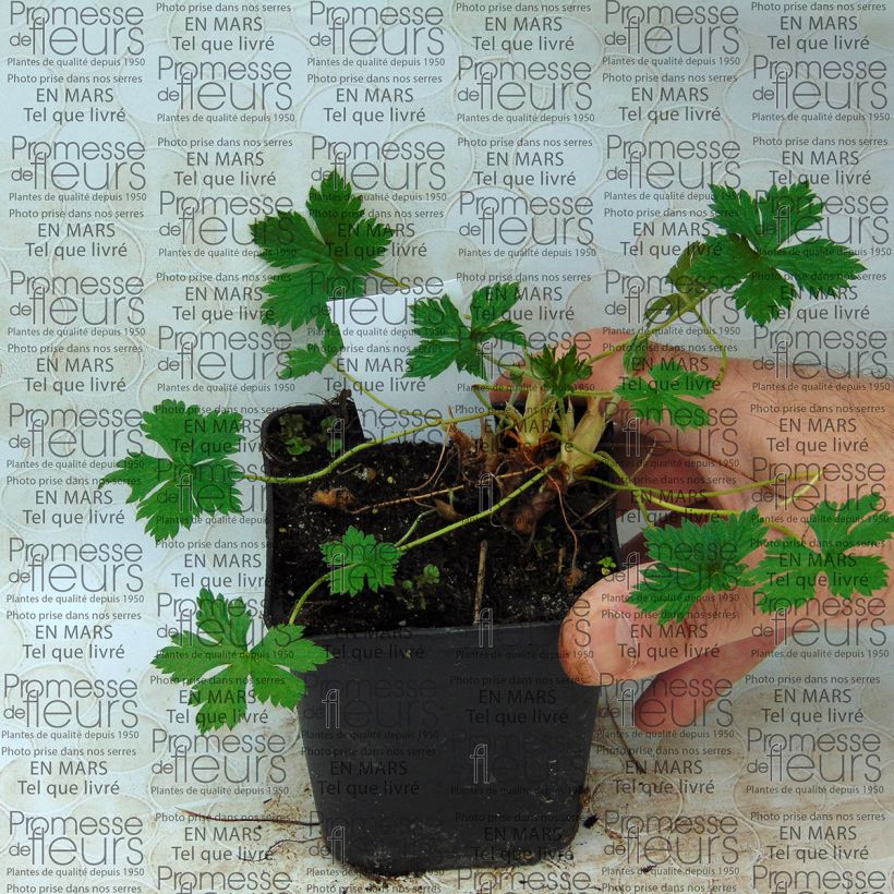 Beispiel eines Exemplars von Geranium endressii Beholder's Eye - Pyrenäen-Storchschnabel Kleine Töpfe von 8/9 cm wie geliefert