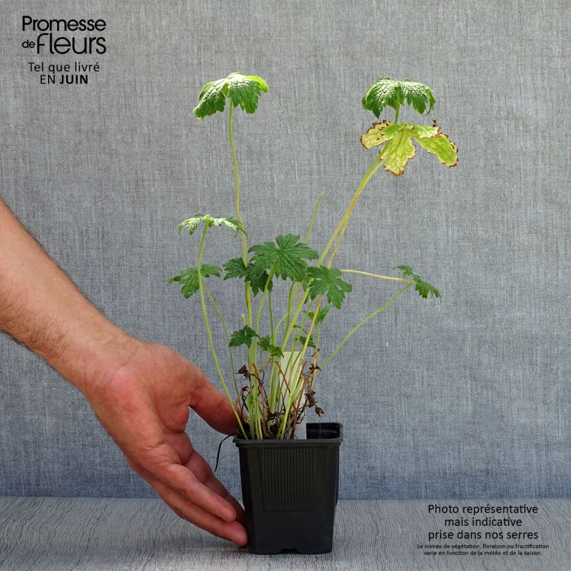Exemplar von Geranium endressii - Pyrenäen-Storchschnabel Kleine Töpfe von 8/9 cm wie im Sommer geliefert