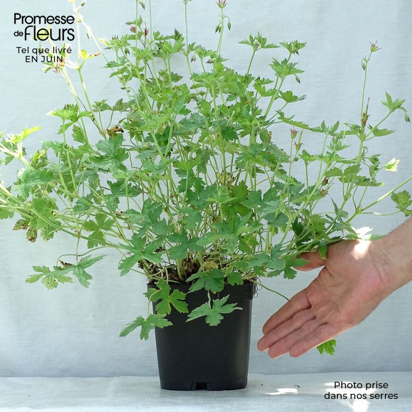 Exemplar von Geranium endressii - Pyrenäen-Storchschnabel Topf mit 2L/3L wie im Sommer geliefert