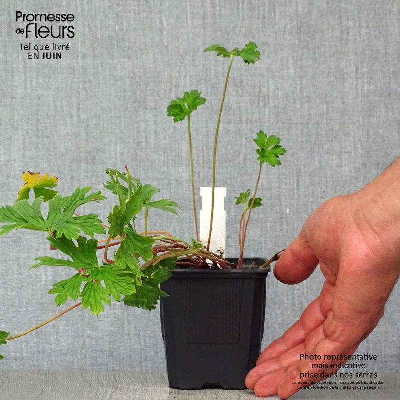 Exemplar von Geranium himalayense Plenum Kleine Töpfe von 8/9 cm wie im Sommer geliefert