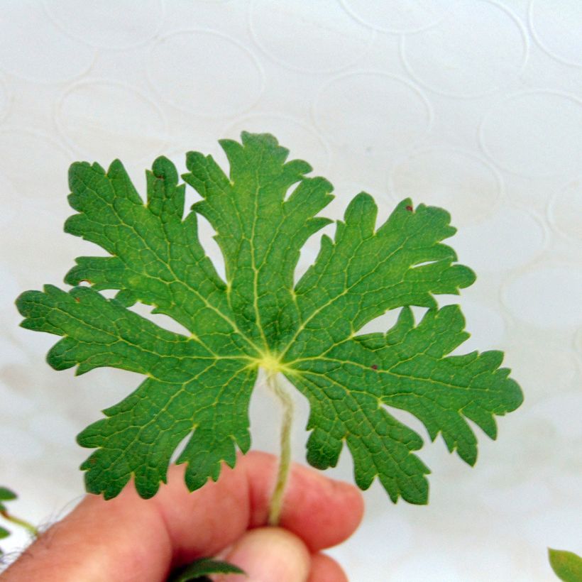 Geranium ibericum subsp. Jubatum White Zigana - Iberisches Storchschnabel (Laub)