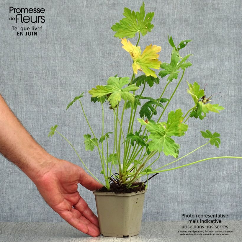 Exemplar von Geranium macrorrhizum - Balkan-Storchschnabel Kleine Töpfe von 8/9 cm wie im Sommer geliefert
