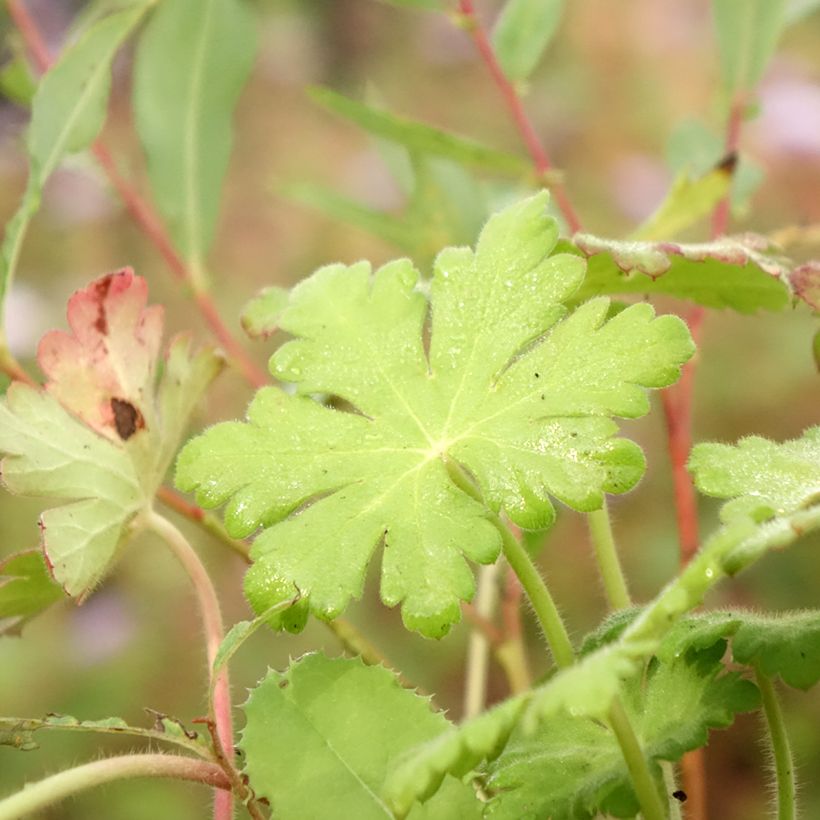 Geranium macrorrhizum Ingwersen's Variety - Balkan-Storchschnabel (Laub)