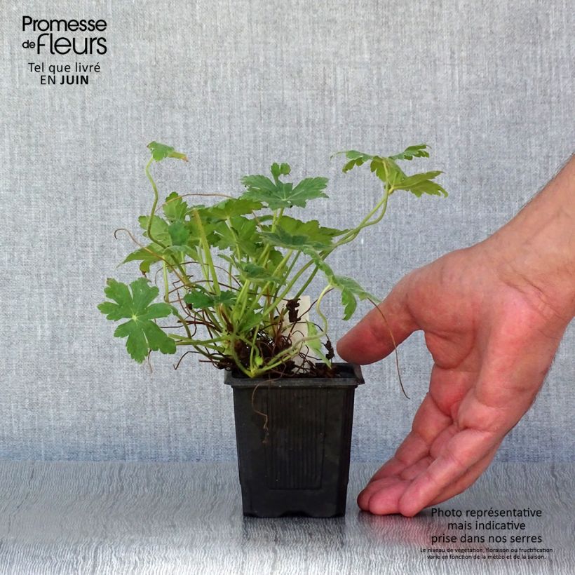 Exemplar von Geranium macrorrhizum Spessart - Balkan-Storchschnabel Kleine Töpfe von 8/9 cm wie im Sommer geliefert