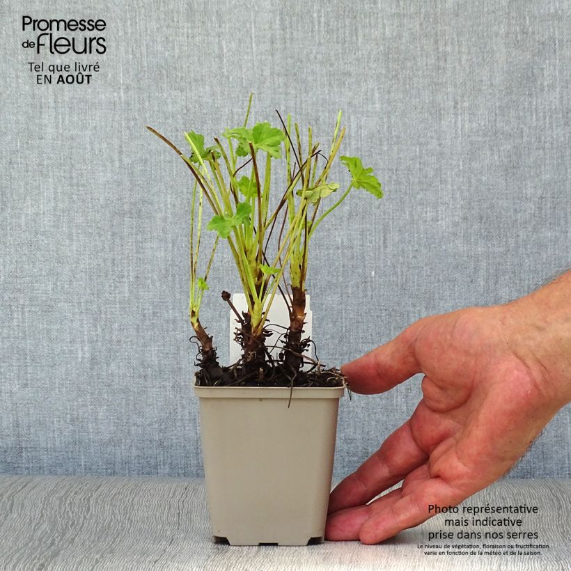 Exemplar von Geranium macrorrhizum White Ness - Balkan-Storchschnabel Kleine Töpfe von 8/9 cm wie im Sommer geliefert