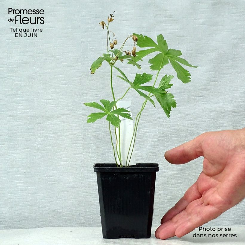 Exemplar von Geranium maculatum Chatto - Dunkelblättriger Storchschnabel Kleine Töpfe von 8/9 cm wie im Sommer geliefert