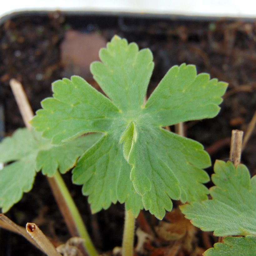 Geranium monacense var. anglicum - Storchschnabel (Laub)