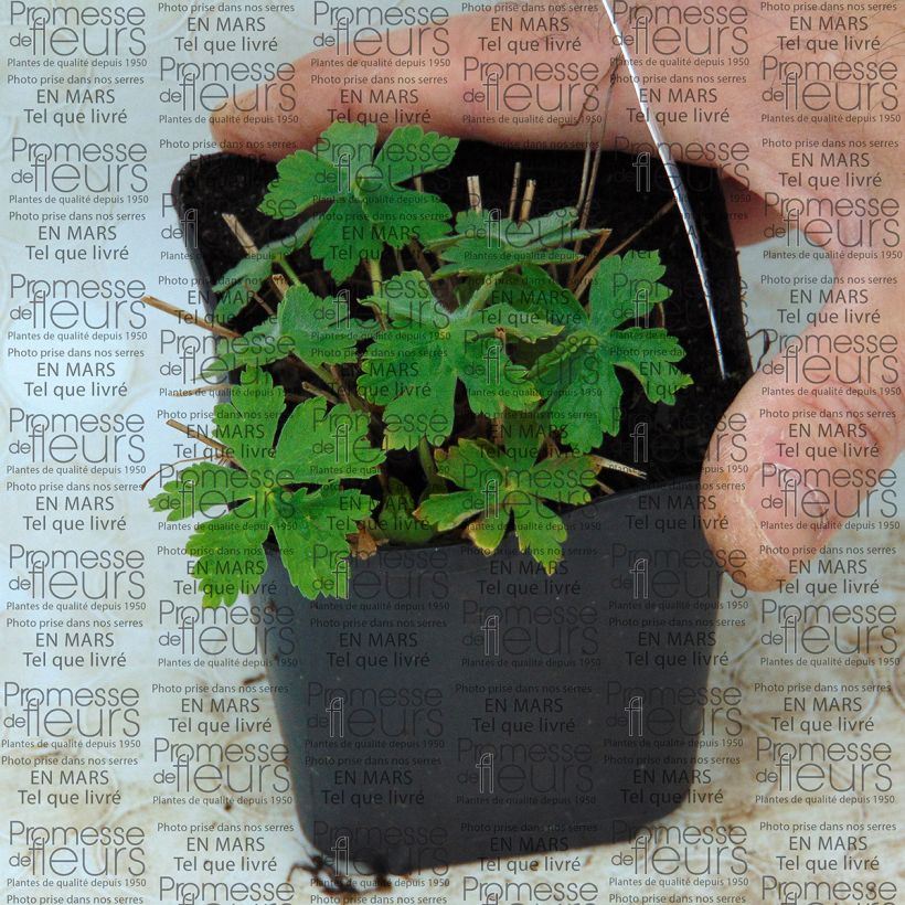 Beispiel eines Exemplars von Geranium monacense var. anglicum - Storchschnabel Kleine Töpfe von 8/9 cm wie geliefert