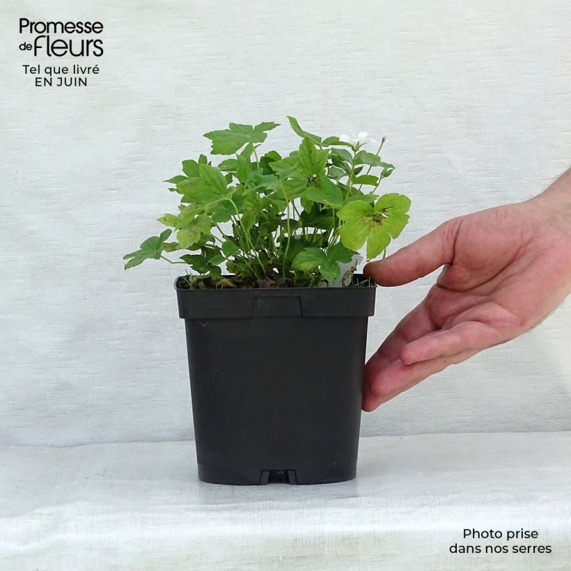 Exemplar von Geranium nodosum Silverwood - Knotiger Bergwald Storchschnabel Topf mit 2L/3L wie im Sommer geliefert