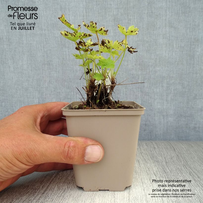Exemplar von Geranium oxonianum Claridge Druce - Oxford-Storchschnabel Kleine Töpfe von 8/9 cm wie im Sommer geliefert