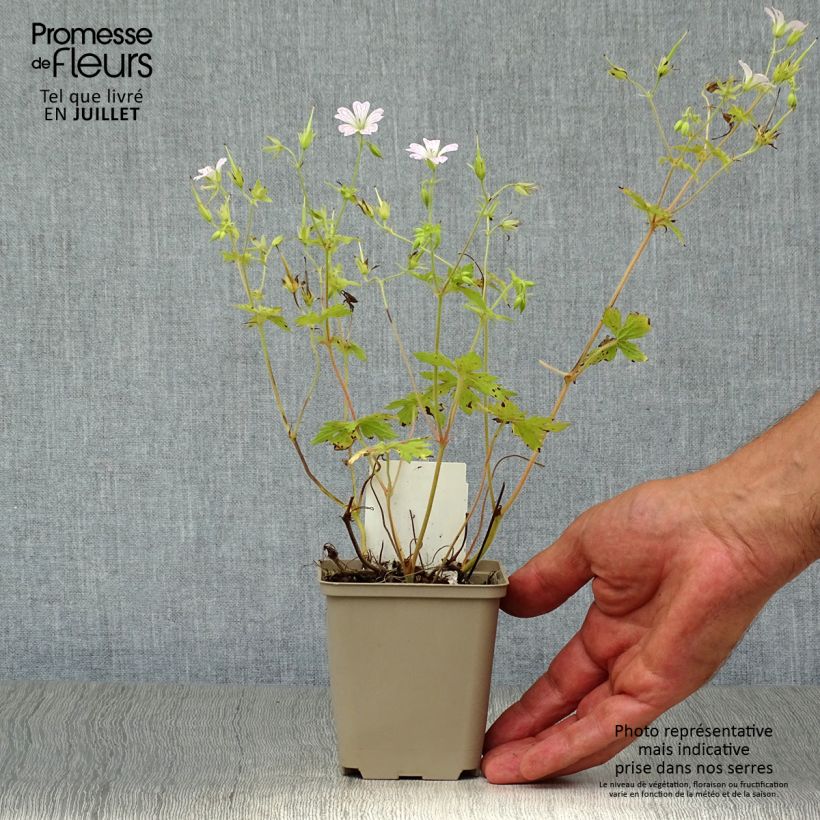 Exemplar von Geranium oxonianum Katherine Adele - Oxford-Storchschnabel Kleine Töpfe von 8/9 cm wie im Sommer geliefert