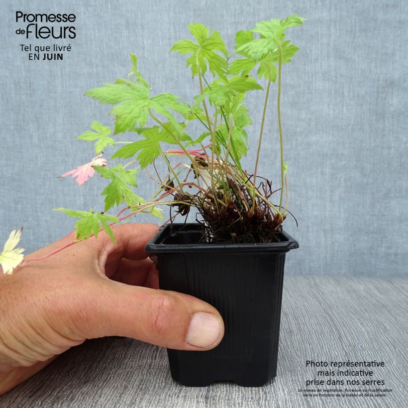 Exemplar von Geranium oxonianum Rosenlicht - Oxford-Storchschnabel Kleine Töpfe von 8/9 cm wie im Sommer geliefert