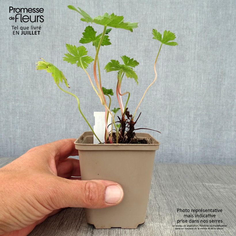 Exemplar von Geranium oxonianum Sherwood - Oxford-Storchschnabel Kleine Töpfe von 8/9 cm wie im Sommer geliefert