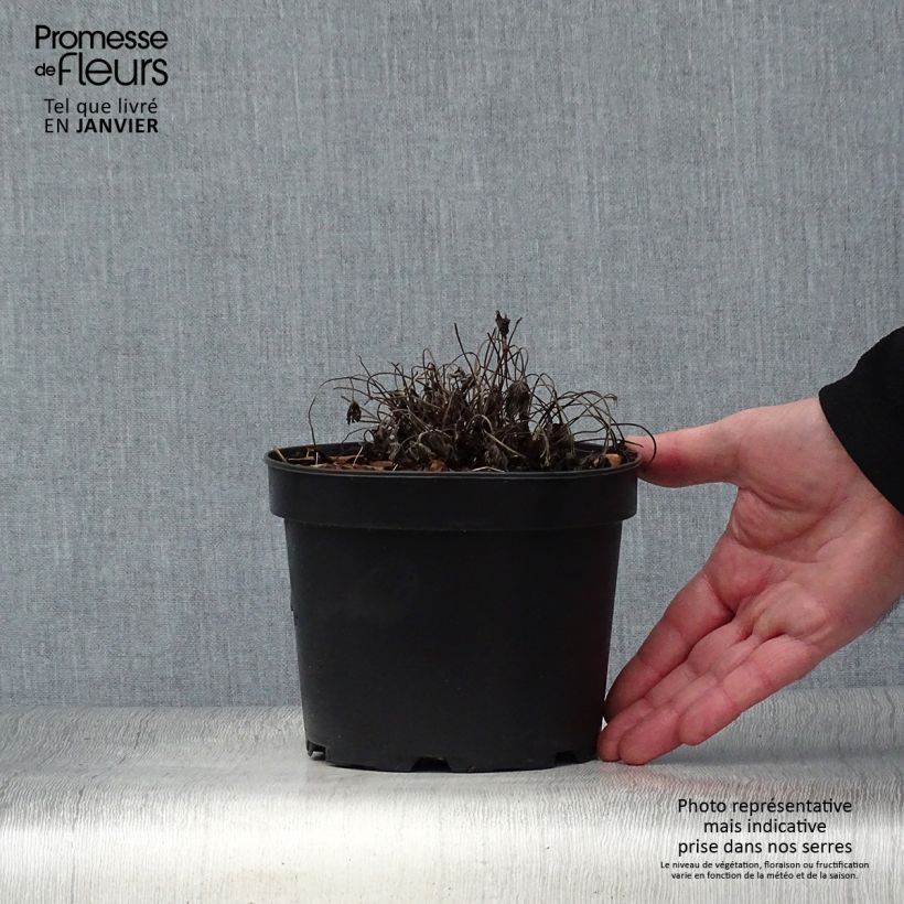 Exemplar von Geranium oxonianum Sherwood - Oxford-Storchschnabel Topf mit 2L/3L wie im Winter geliefert
