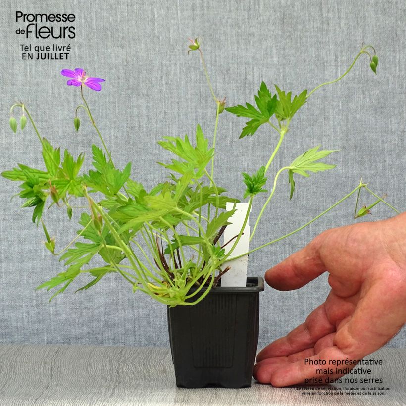 Exemplar von Geranium palustre - Storchschnabel Kleine Töpfe von 8/9 cm wie im Sommer geliefert
