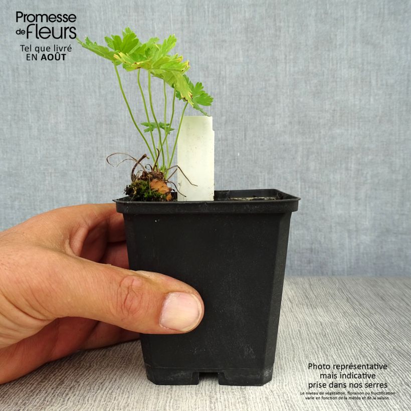 Exemplar von Geranium phaeum Album - Brauner Storchschnabel Kleine Töpfe von 8/9 cm wie im Sommer geliefert