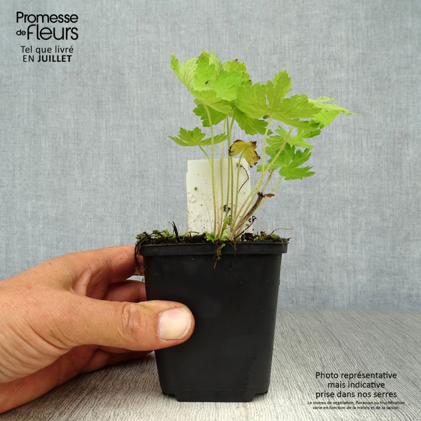Exemplar von Geranium phaeum - Brauner Storchschnabel Kleine Töpfe von 8/9 cm wie im Sommer geliefert