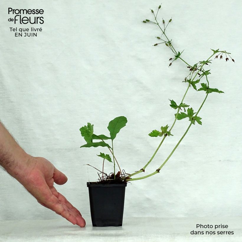 Exemplar von Geranium phaeum Golden Spring - Brauner Storchschnabel Kleine Töpfe von 8/9 cm wie im Sommer geliefert