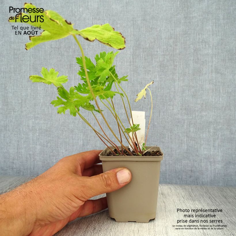 Exemplar von Geranium phaeum Lily Lovell - Brauner Storchschnabel Kleine Töpfe von 8/9 cm wie im Sommer geliefert