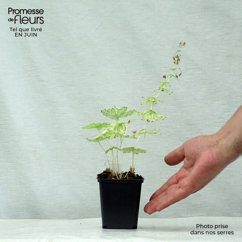 Exemplar von Geranium phaeum Margaret Wilson - Brauner Storchschnabel Kleine Töpfe von 8/9 cm wie im Sommer geliefert