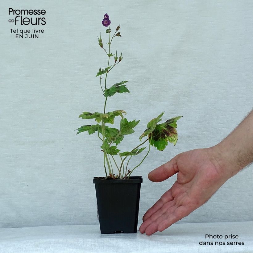 Exemplar von Geranium phaeum Samobor - Brauner Storchschnabel Kleine Töpfe von 8/9 cm wie im Sommer geliefert