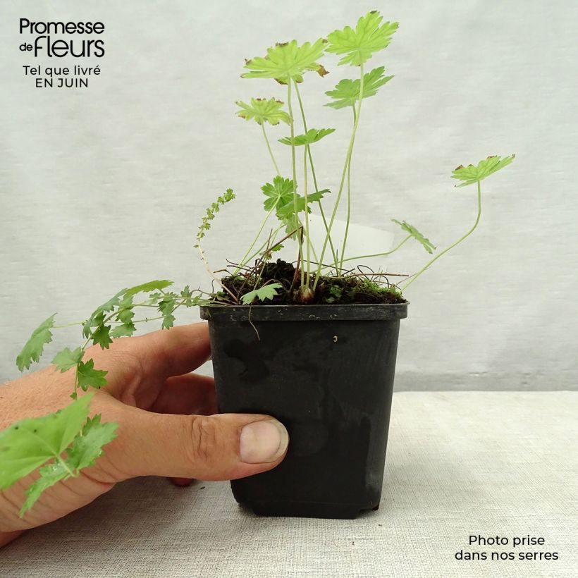 Exemplar von Geranium phaeum var lividum - Brauner Storchschnabel Kleine Töpfe von 8/9 cm wie im Sommer geliefert