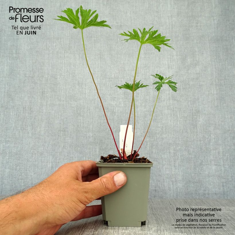 Exemplar von Geranium pratense Cloud Nine - Wiesen-Storchschnabel Kleine Töpfe von 8/9 cm wie im Sommer geliefert