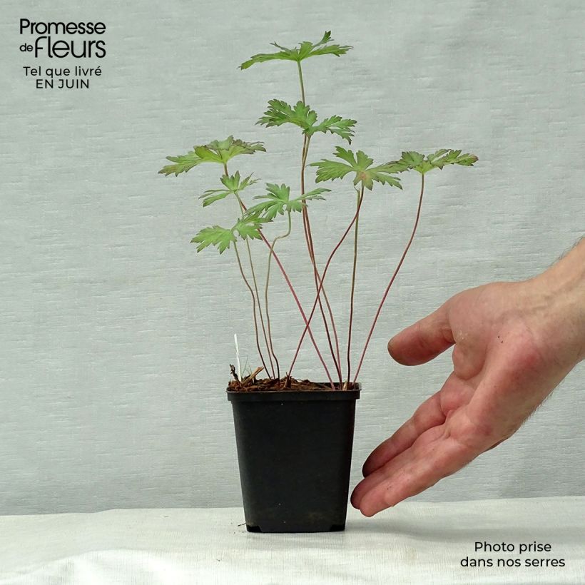 Exemplar von Geranium pratense Marshmallow - Wiesen-Storchschnabel Kleine Töpfe von 8/9 cm wie im Sommer geliefert