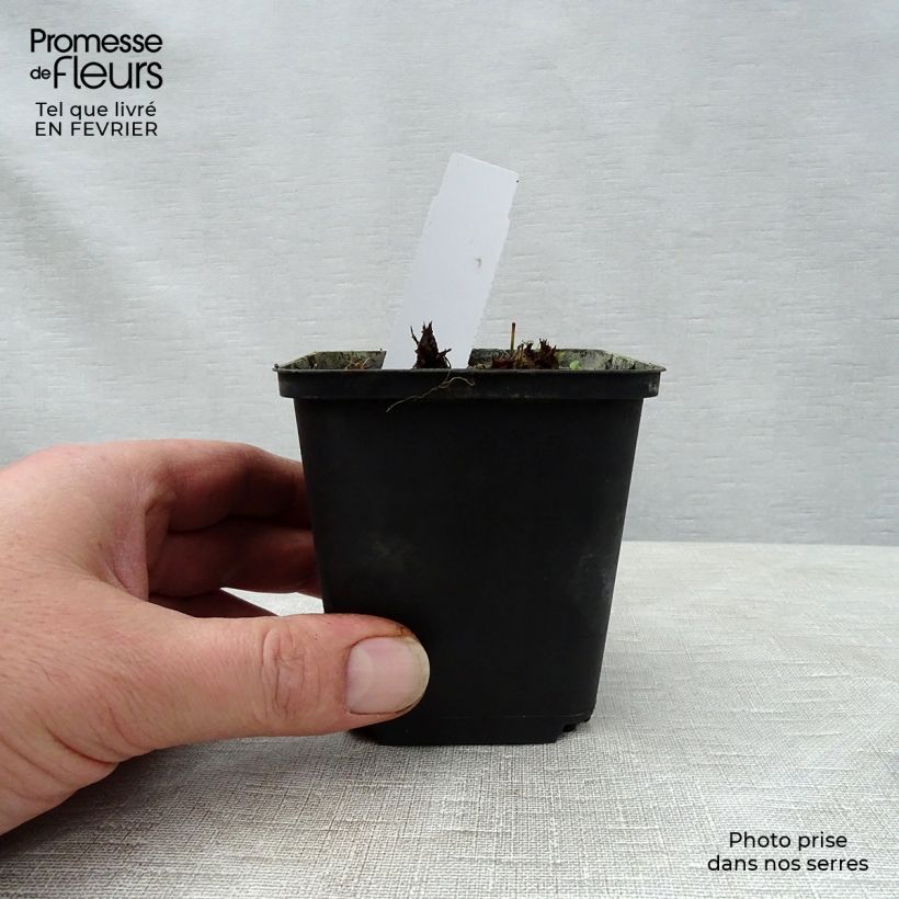 Exemplar von Geranium pratense New Dimensions - Wiesen-Storchschnabel Kleine Töpfe von 8/9 cm wie im Winter geliefert