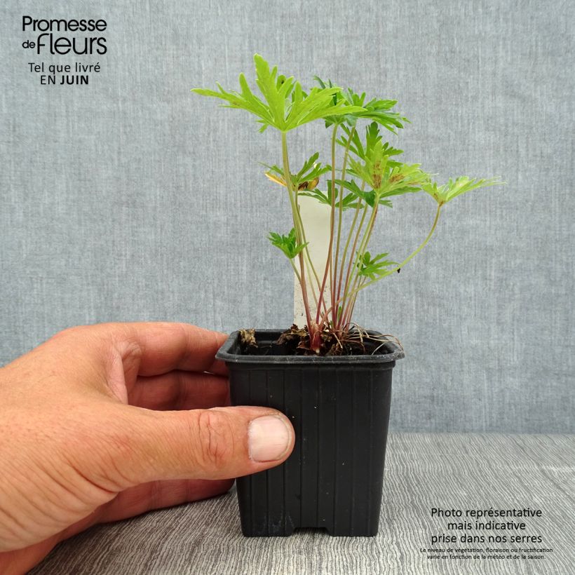Exemplar von Geranium pratense Summer Skies - Wiesen-Storchschnabel Kleine Töpfe von 8/9 cm wie im Sommer geliefert