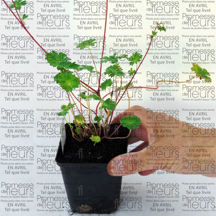 Beispiel eines Exemplars von Geranium pyrenaicum Bill Wallis - Pyrenäen-Storchschnabel Kleine Töpfe von 8/9 cm wie geliefert