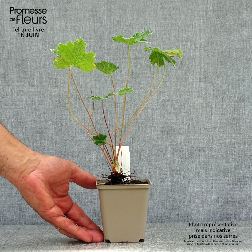 Exemplar von Geranium renardii Tcschelda - Kaukasus-Storchschnabel Kleine Töpfe von 8/9 cm wie im Sommer geliefert