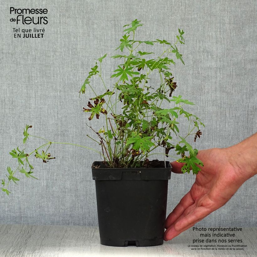 Exemplar von Geranium sanguineum Album - Blutstorchschnabel Topf mit 1,5L/2L wie im Sommer geliefert