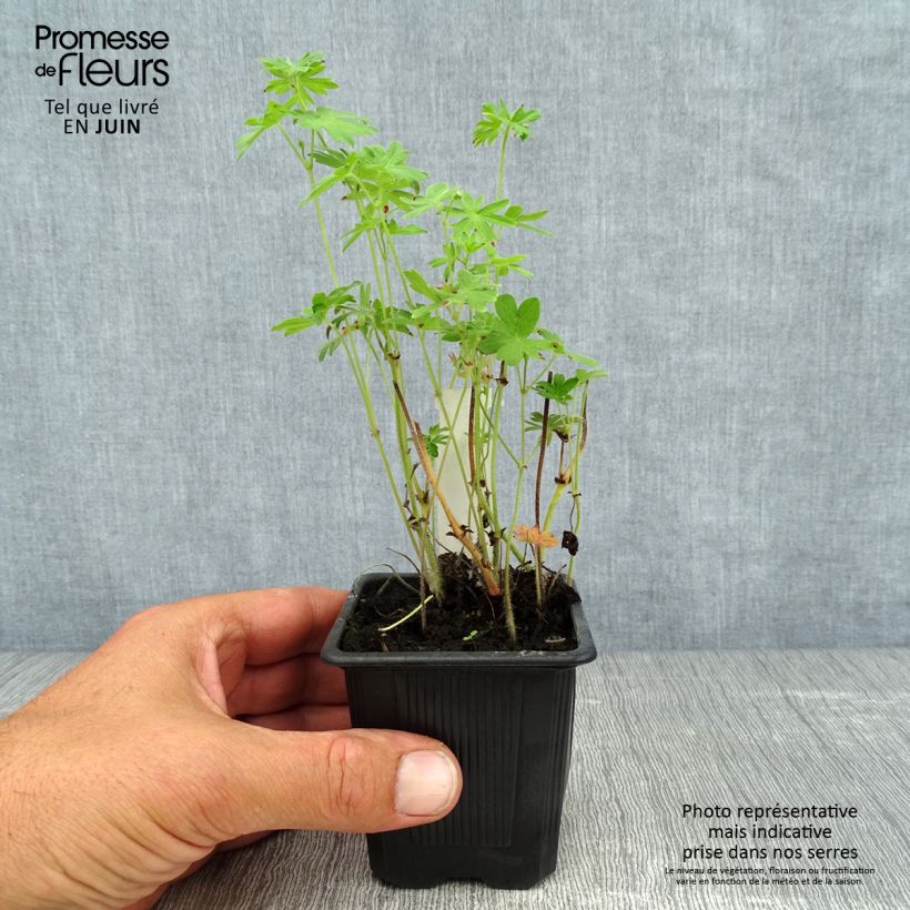 Exemplar von Geranium sanguineum Kleine Töpfe von 8/9 cm wie im Sommer geliefert